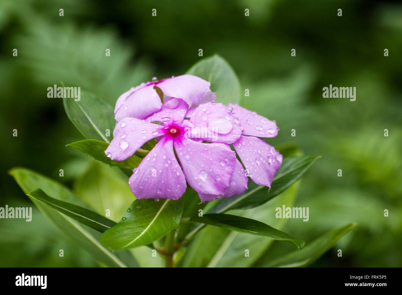 In goccioline di rosa fiori di pervinca contro uno sfondo naturale,Catharanthus roseus G. Don. Foto Stock