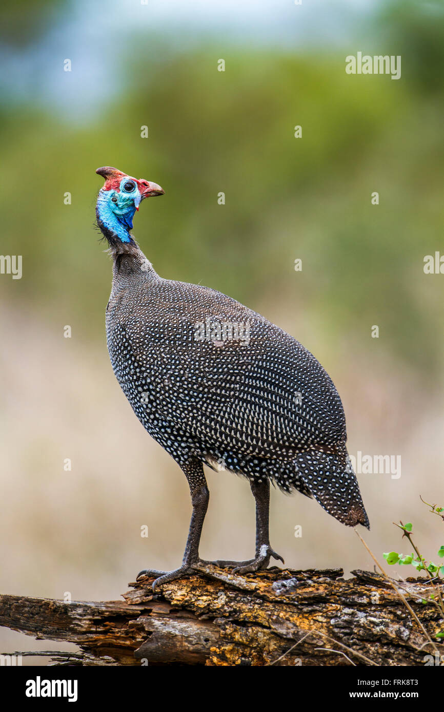 Helmeted faraone nel parco nazionale di Kruger, Sud AfricaSpecie Numida meleagris famiglia di Numididae Foto Stock