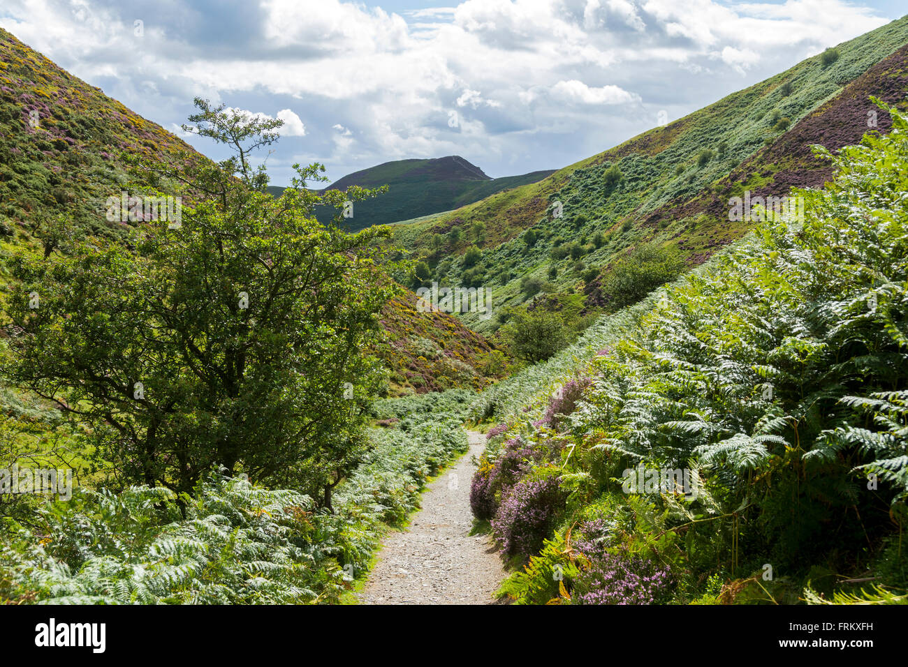 Nella cardatura Mill Valley, sulla lunga cresta Mynd, vicino a Church Stretton, Shropshire, Inghilterra, Regno Unito Foto Stock