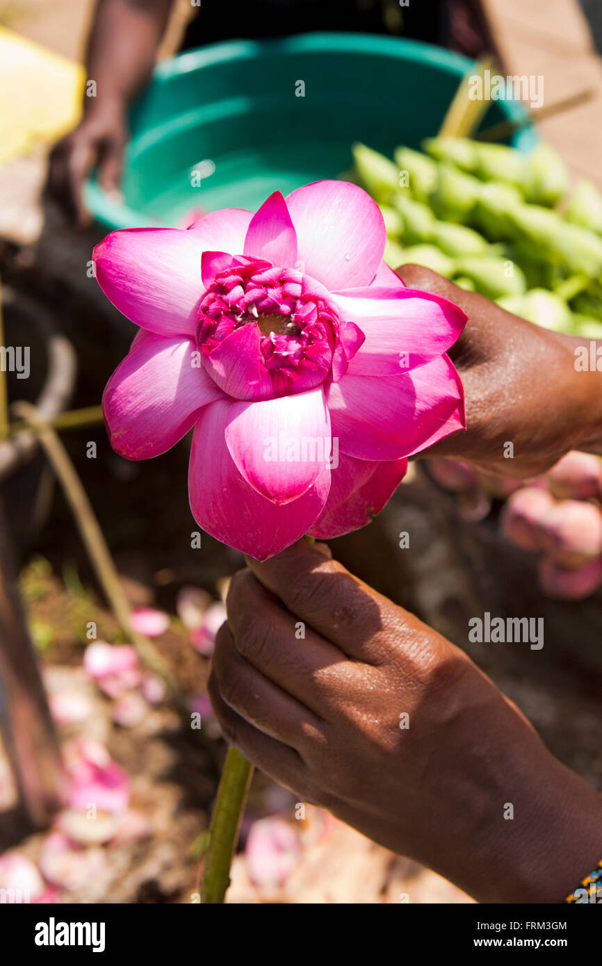 Sri Lanka, Anuradhapura, Mirisaveti, Mirisavetiya dagoba, apertura a mano fiore di loto per offrire Foto Stock