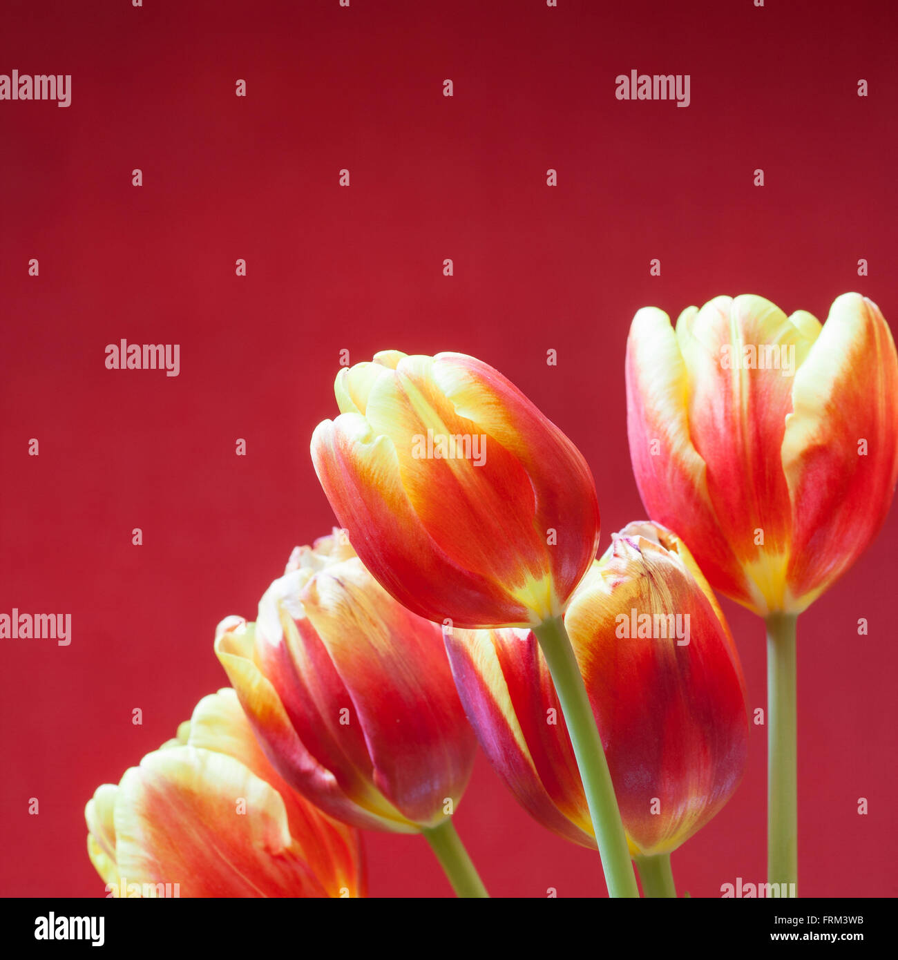 I tulipani su sfondo rosso immagine quadrata Foto Stock