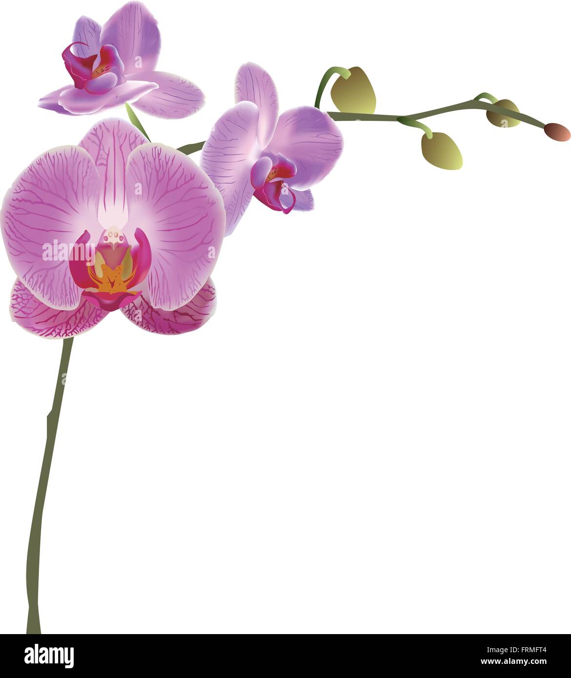 Orchidea Illustrazione Vettoriale