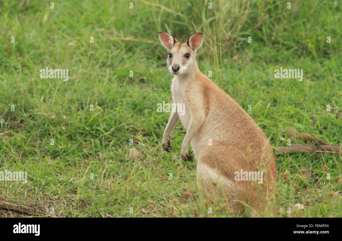 Un simpatico Australian Agile Wallaby - Macropus agilis - anche un fiume wallaby o sabbia wallaby sull'erba verde. Foto di Chris Ison Foto Stock