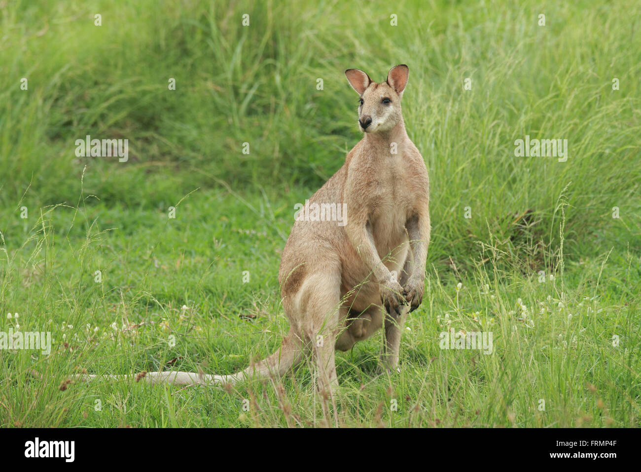 Un maschio di Agile Wallaby - Macropus agilis - noto anche come un fiume wallaby o sabbia wallaby in piedi in erba verde terra in Australia Foto Stock