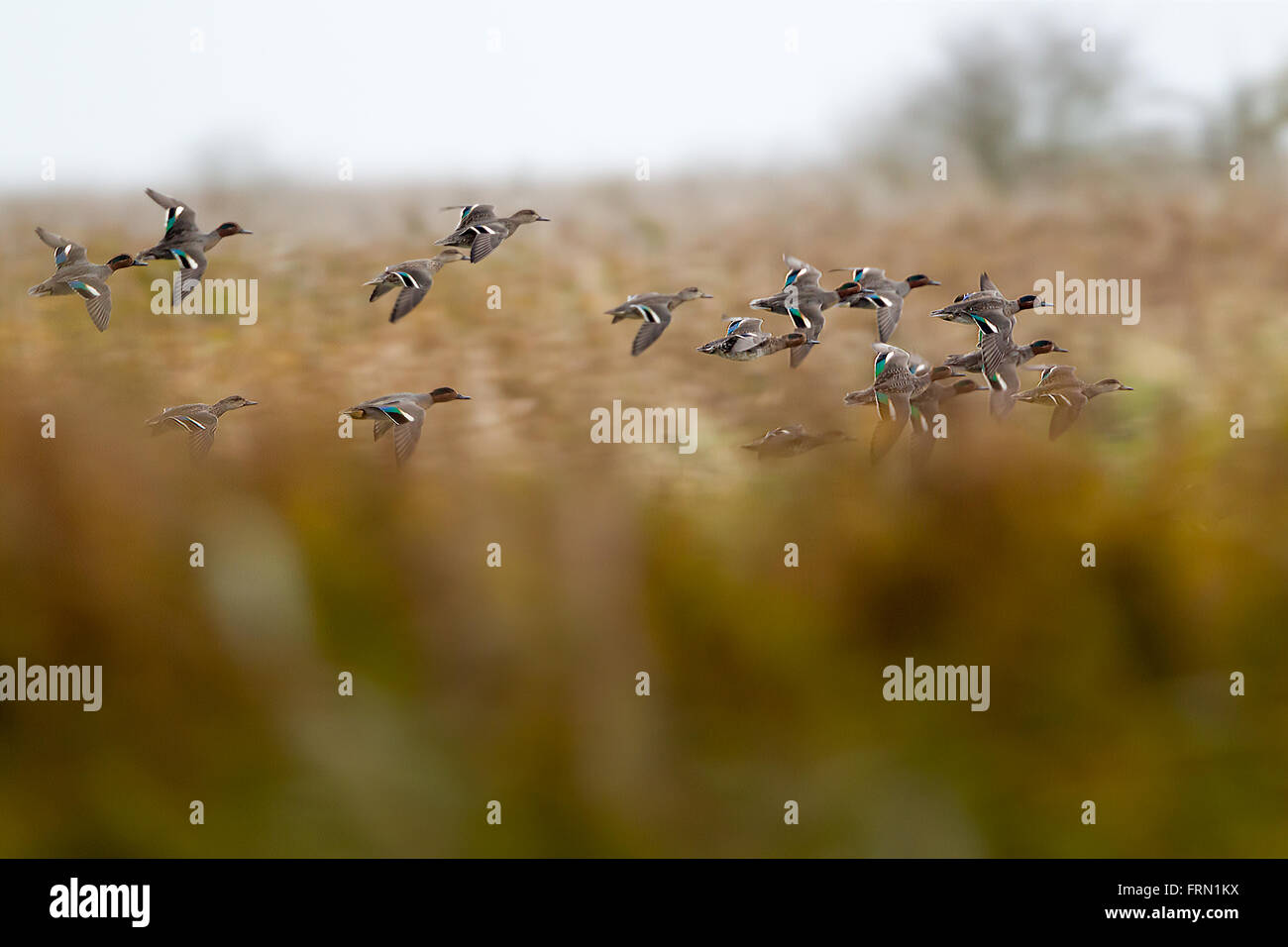 Gruppo di Teal Anas crecca anatre maschi e femmine battenti dietro un reed bed venuta in terra in Norfolk Foto Stock