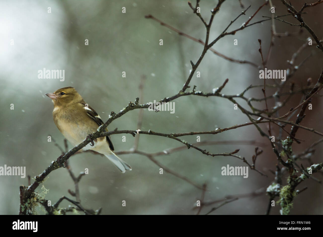 Femmina adulta del fringuello Fringilla coelebs in una struttura ad albero Foto Stock