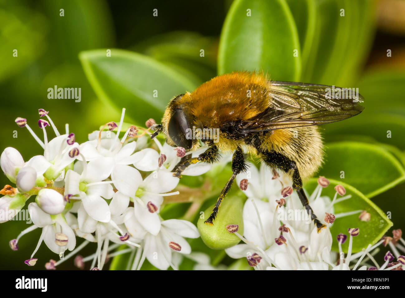 Narcissus fly Merodon equestris alimentazione su fiori bianchi Foto Stock