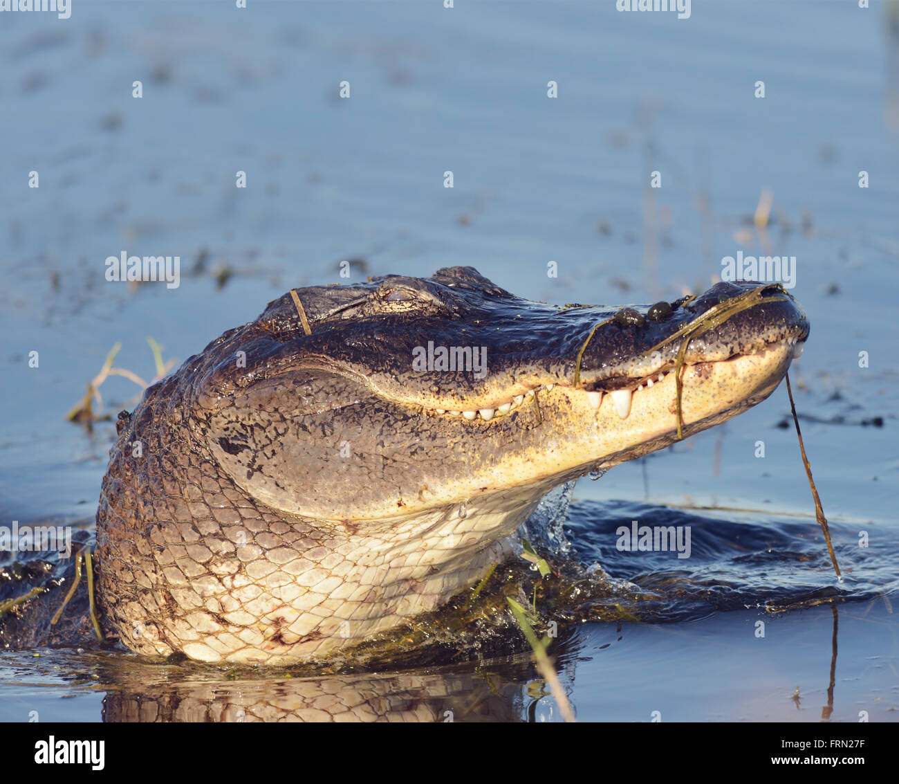 Selvatica Florida Alligator in un lago Foto Stock