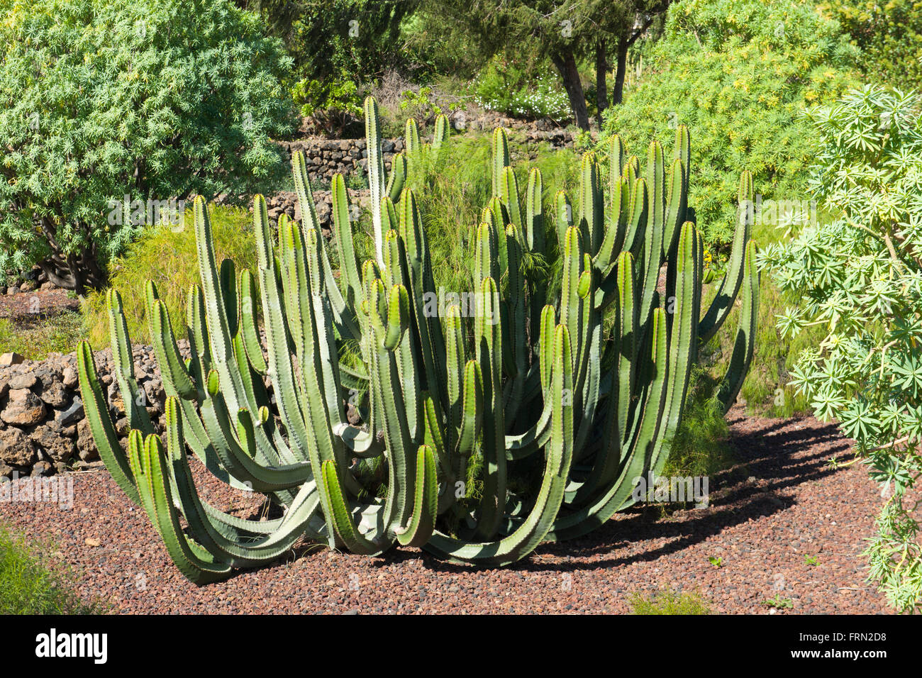 Spanien, Teneriffa, Parque Etnografico Piramides de Güimar, Kanaren-Wolfsmilch (Euphorbia canariensis), Foto Stock