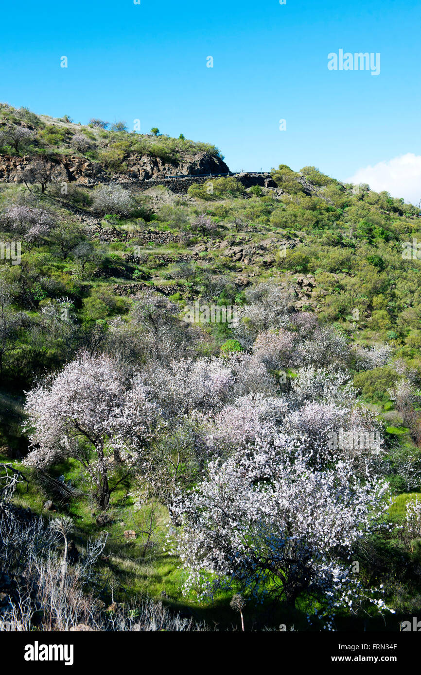 Spanien, Teneriffa, blühende Mandelbäume bei der Ortschaft Las Manchas Foto Stock