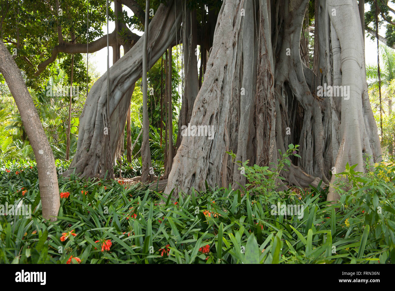 Spanien, Teneriffa, Puerto de la Cruz, botanischer Garten, Großblättrige Feige (Ficus macrophylla) mit gewaltigen Luftwurzeln Foto Stock