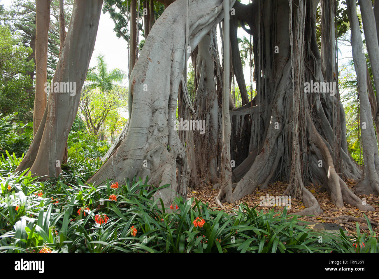 Spanien, Teneriffa, Puerto de la Cruz, botanischer Garten, Großblättrige Feige (Ficus macrophylla) mit gewaltigen Luftwurzeln Foto Stock