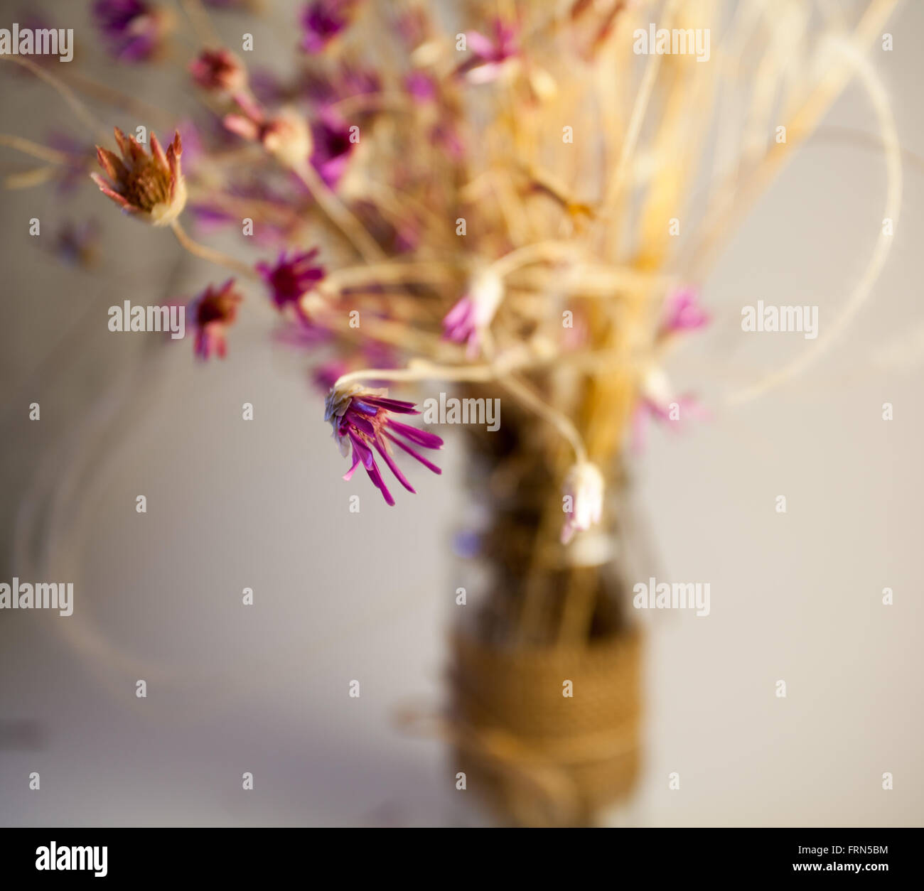 Bouquet di bella viola fiori secchi. Delicato di fiori. Vista da cartolina. Foto Stock