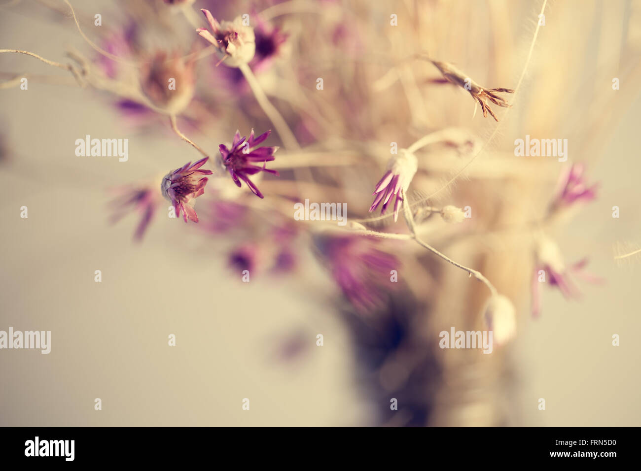 Bouquet di bella viola fiori secchi. Delicato di fiori. Vista da cartolina. Foto Stock