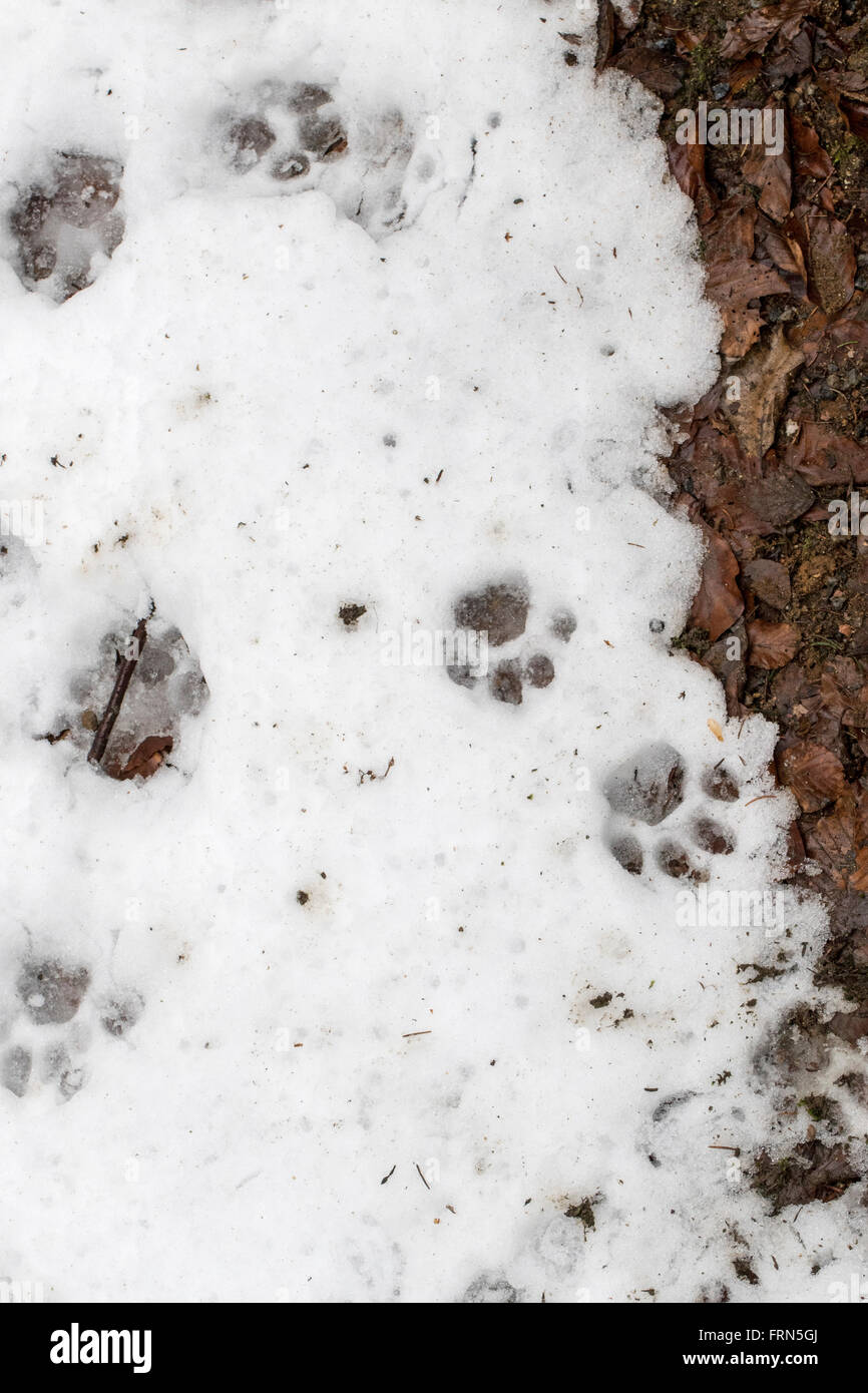 Orme di eurasiatica (Lynx Lynx lynx) nel fondere la neve in inverno / molla Foto Stock