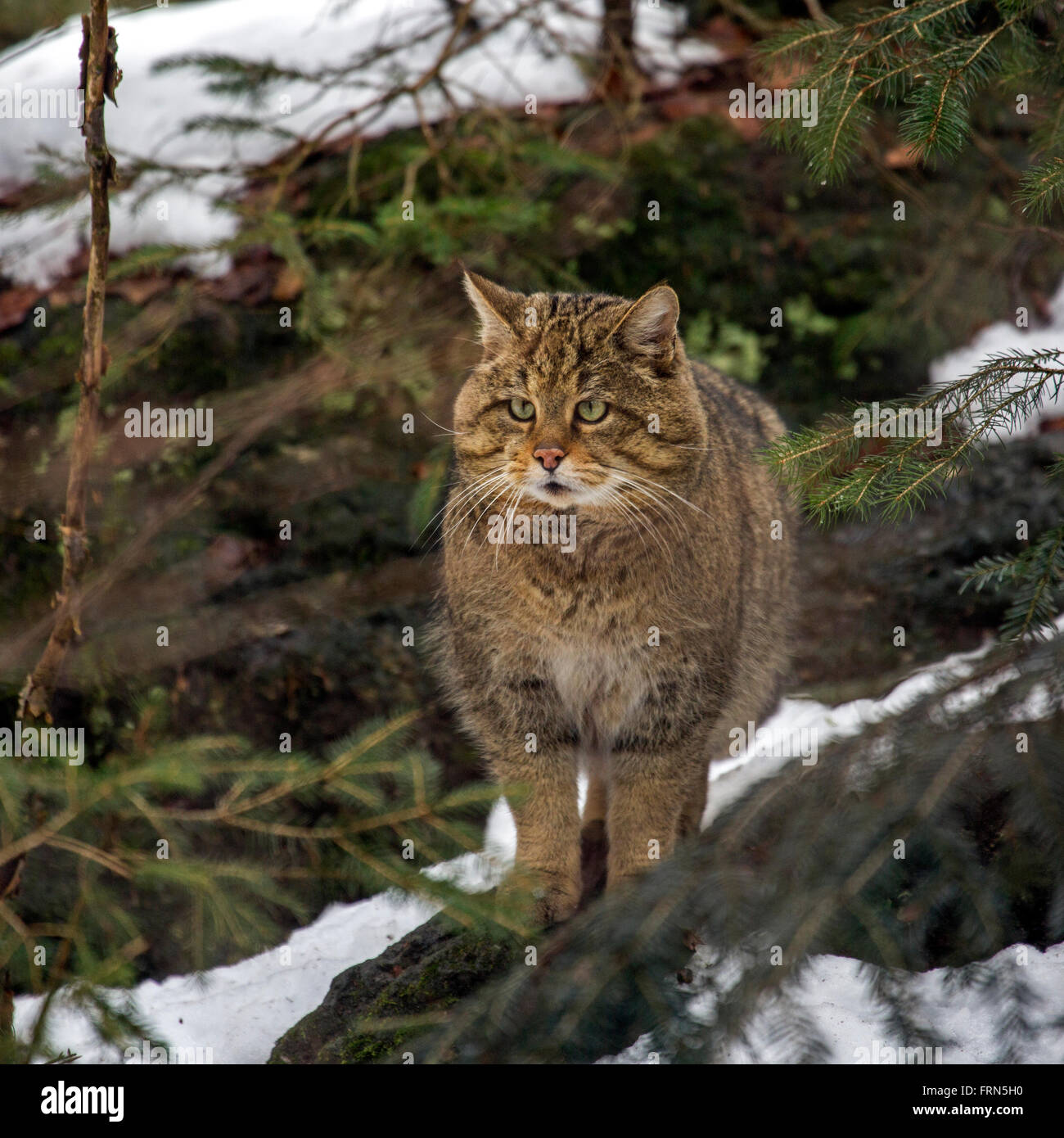 Unione gatto selvatico (Felis silvestris silvestris) nella foresta di pini nella neve in inverno Foto Stock