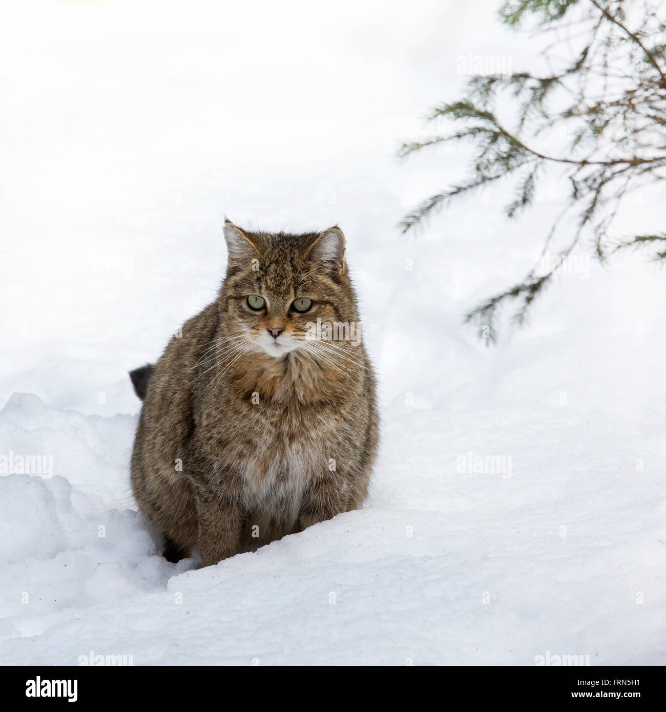 Unione gatto selvatico (Felis silvestris silvestris) seduta nella neve in inverno Foto Stock