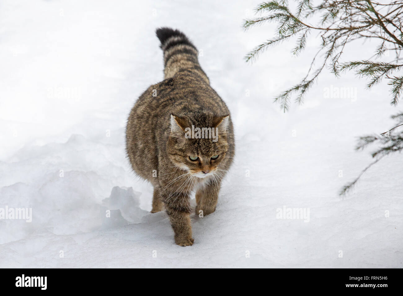 Europeo in gravidanza gatto selvatico (Felis silvestris silvestris) passeggiate nella neve in inverno Foto Stock
