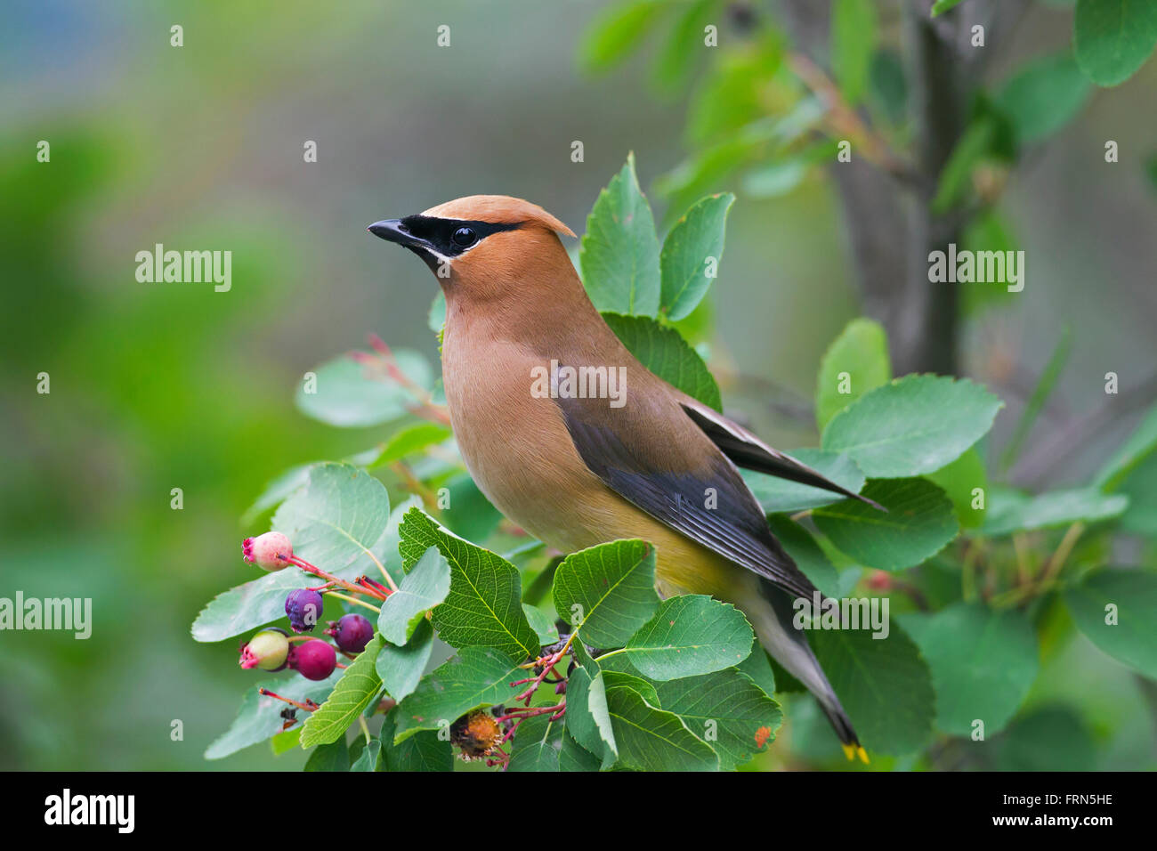 Il Cedar waxwing (Bombycilla cedrorum) arroccato nella boccola, nativo del Nord e Centro America Foto Stock