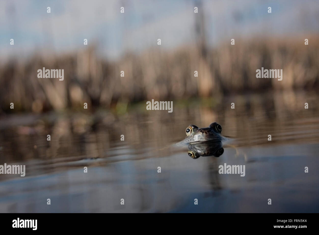 Rana comune Foto Stock