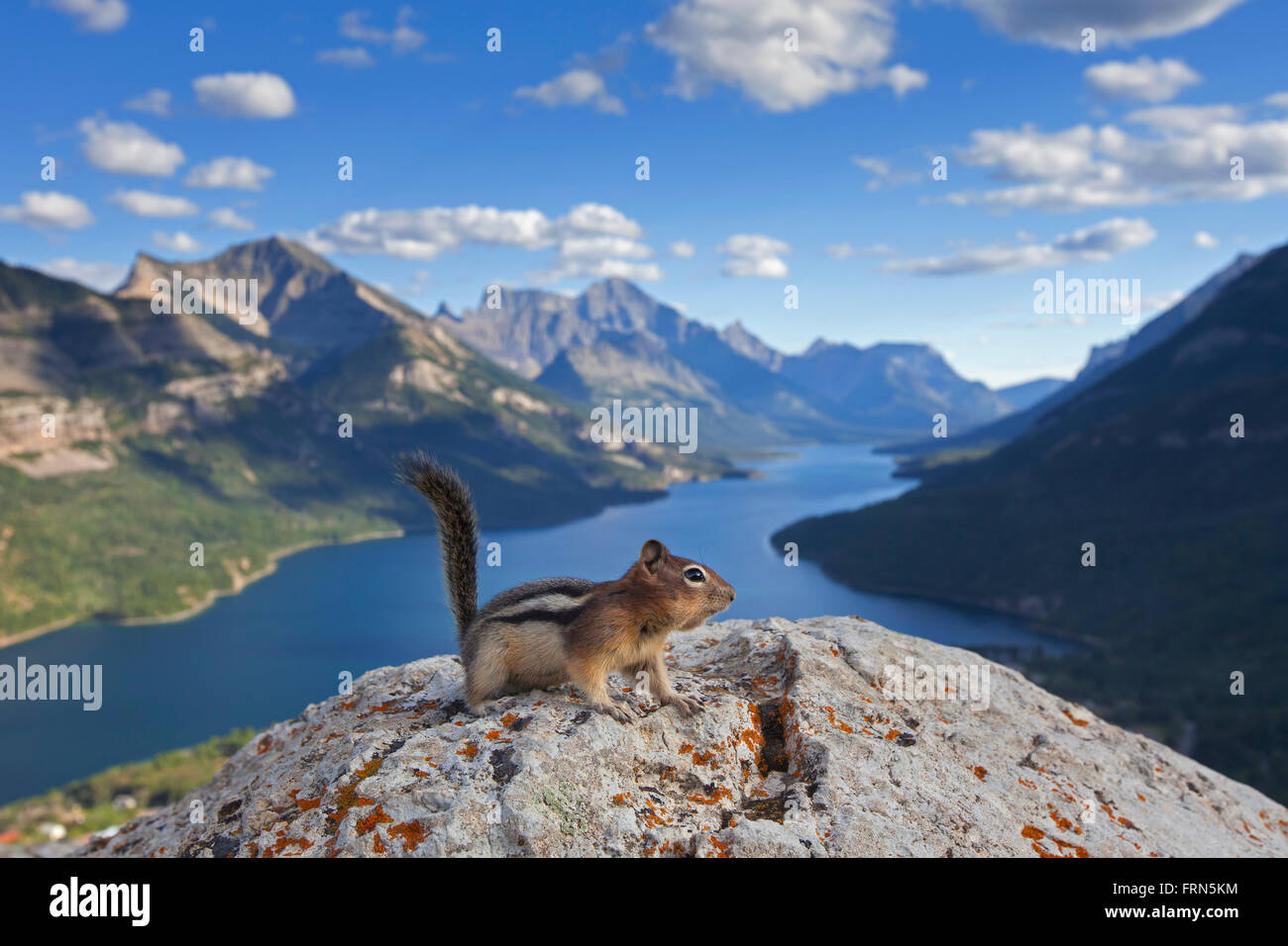 Golden-massa mantled scoiattolo (Callospermophilus lateralis) su roccia nelle Montagne Rocciose Canadesi, Alberta, Canada Foto Stock