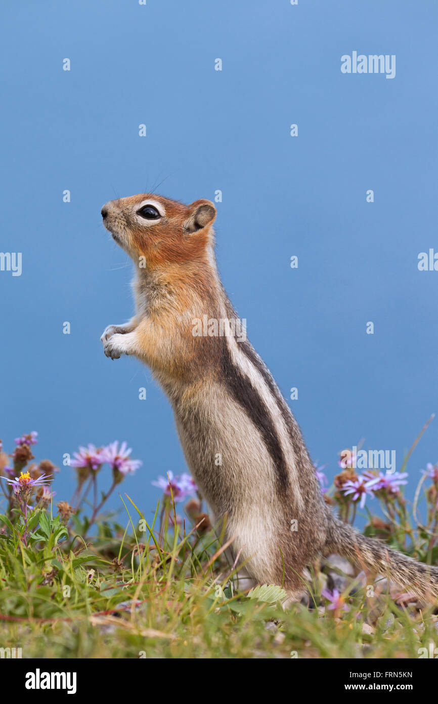 Golden-massa mantled scoiattolo (Callospermophilus lateralis) in posizione eretta, nativo di western America del Nord Foto Stock