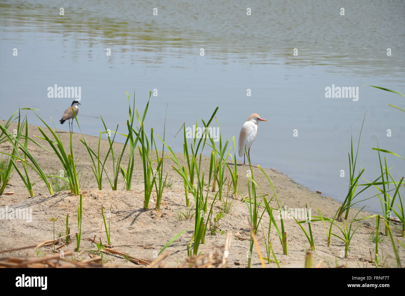 Uccelli selvatici in Gambia Foto Stock