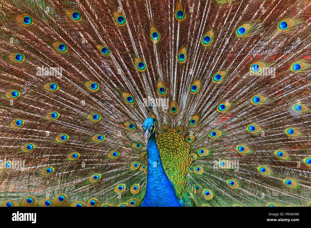 Indiano Peafowl blu rituale di accoppiamento Foto Stock