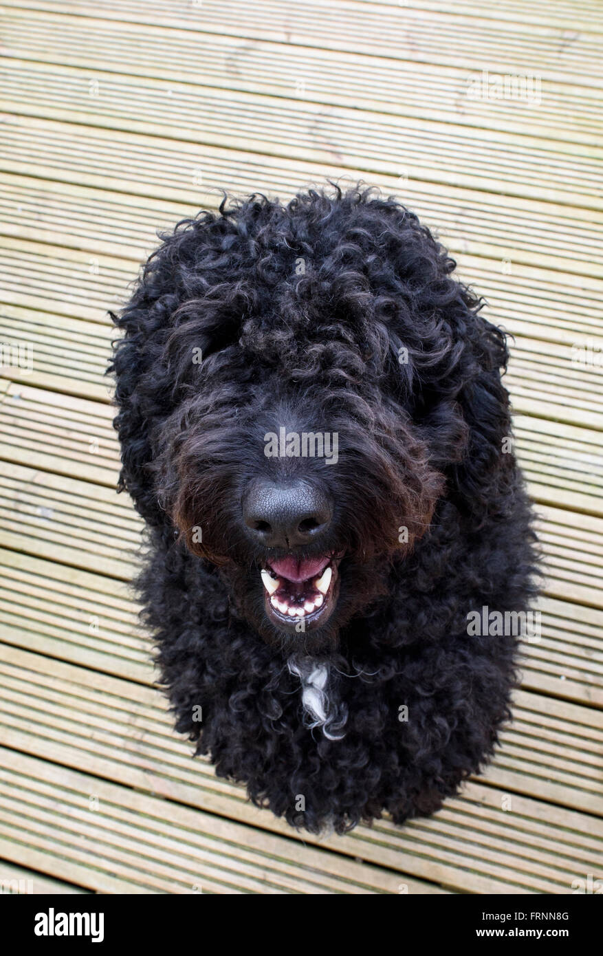 Pelosi labradoodle nero seduto su decking e cercando fino alla fotocamera Foto Stock