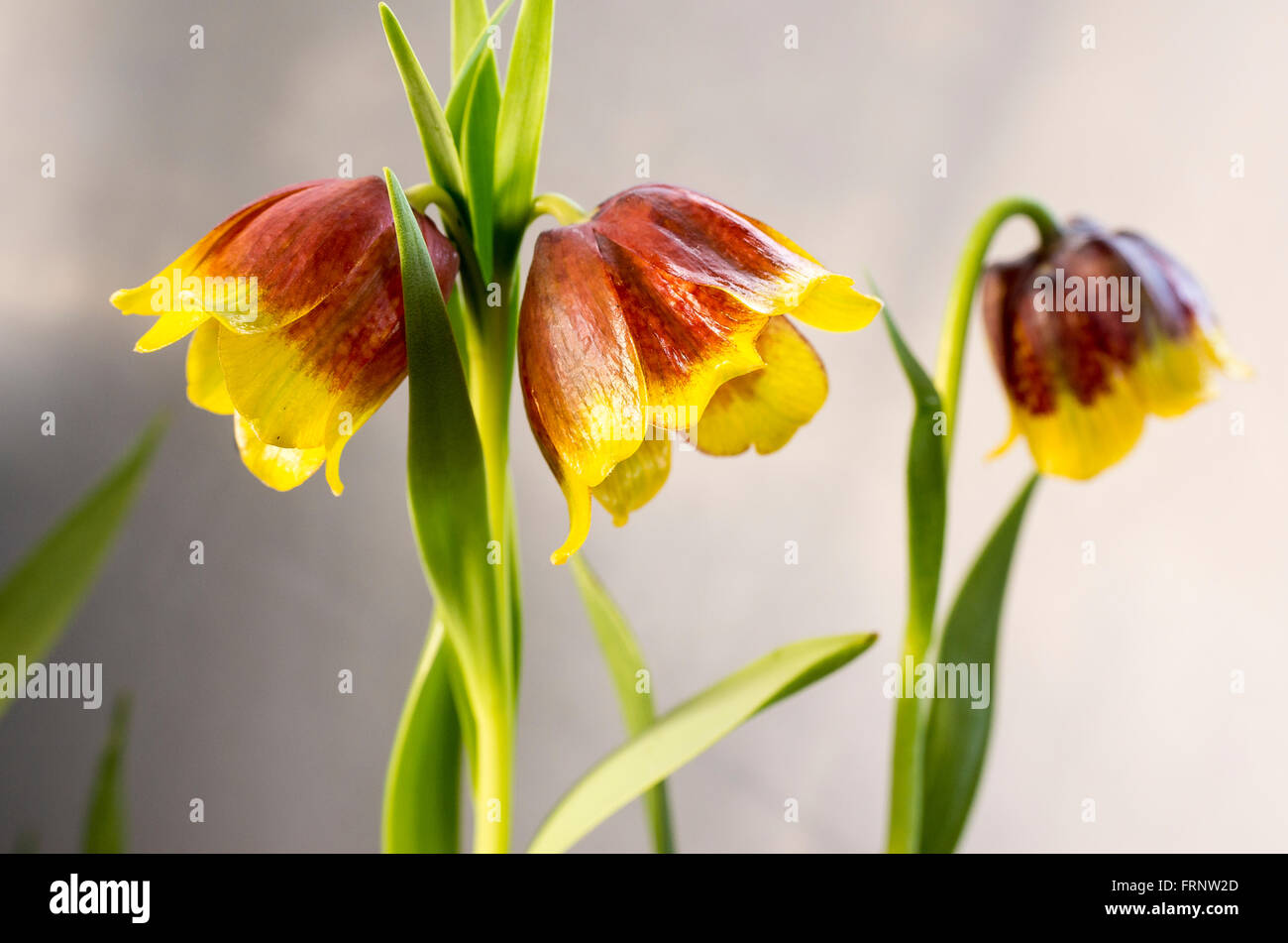 Fritillaria michailovskyi in fiore nel Marzo Foto Stock