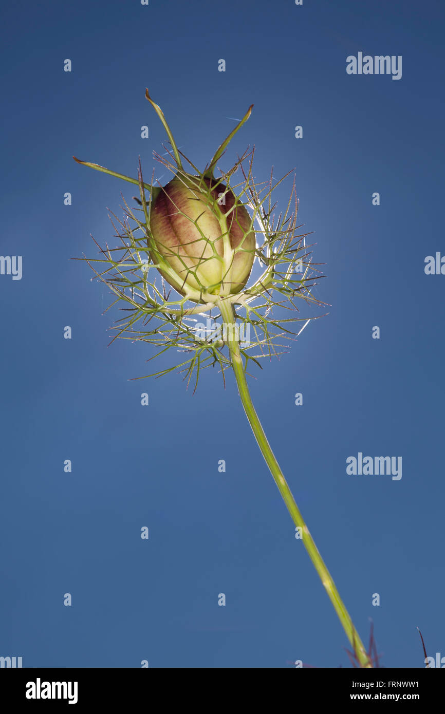 In prossimità della testa di seme del fiore noto come amore nella nebbia dopo aver perso i suoi petali. Foto Stock