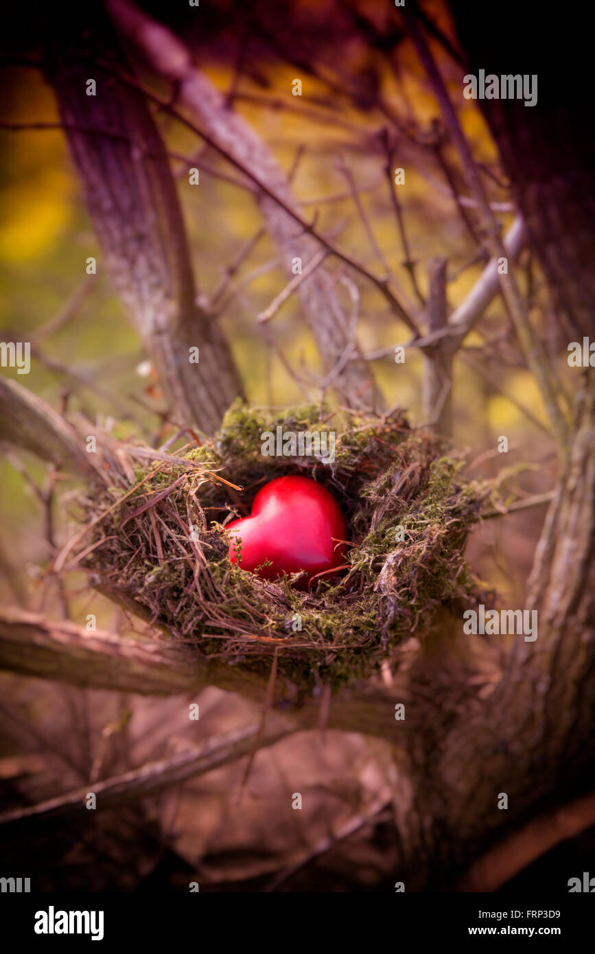 In legno rosso forma di cuore nel nido di uccelli Foto Stock