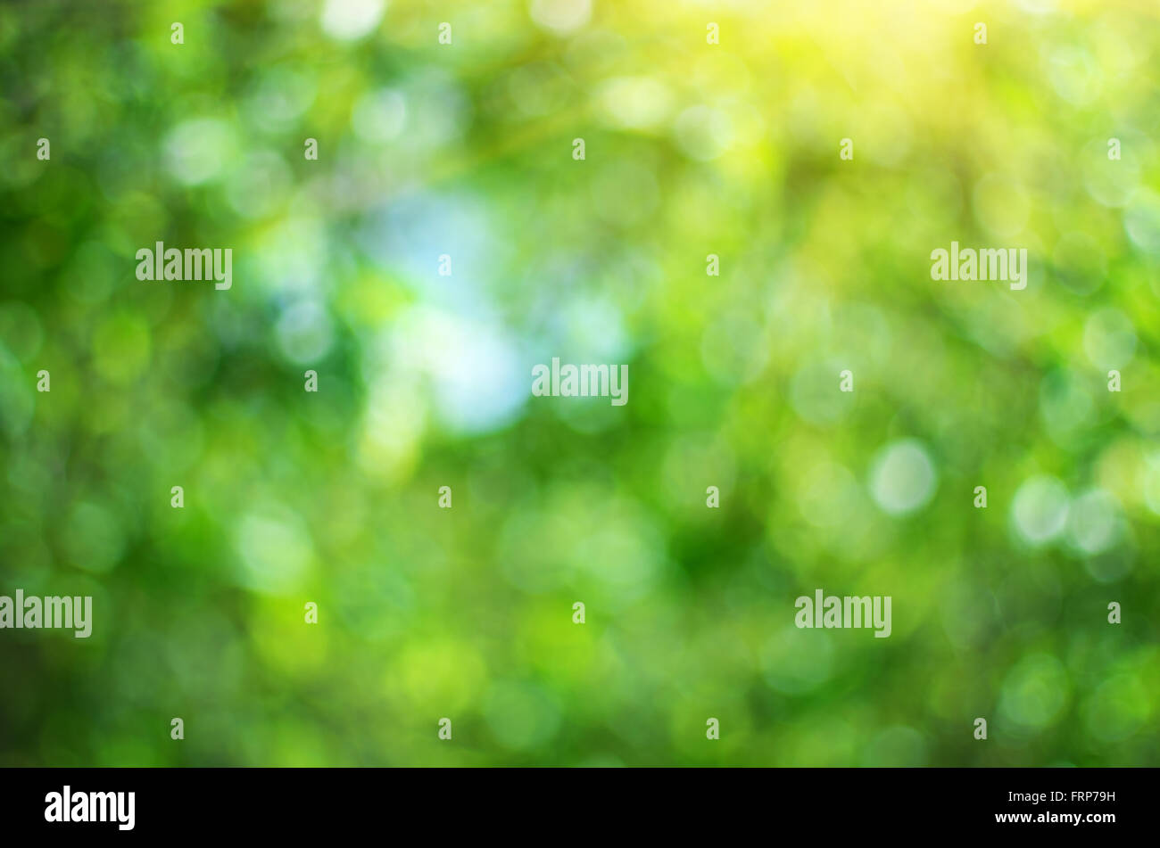 Sfondo bokeh di fondo di fogliame. La natura della composizione. Foto Stock