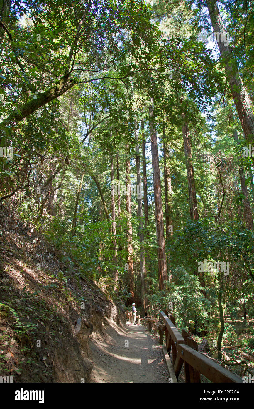 Armstrong Redwoods Riserva Naturale Statale Foto Stock