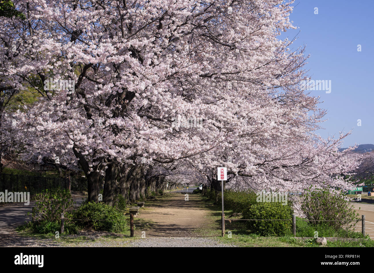 Asahi Fiume Cherry Road con fiori di ciliegio in piena fioritura, Okayama, Giappone Foto Stock
