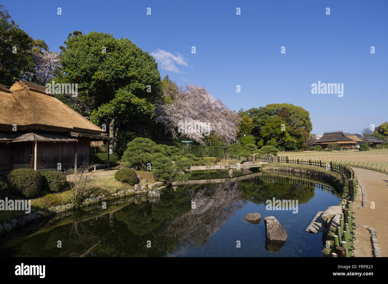 Fiori Ciliegio al Giardino Korakuen di Okayama, Giappone Foto Stock