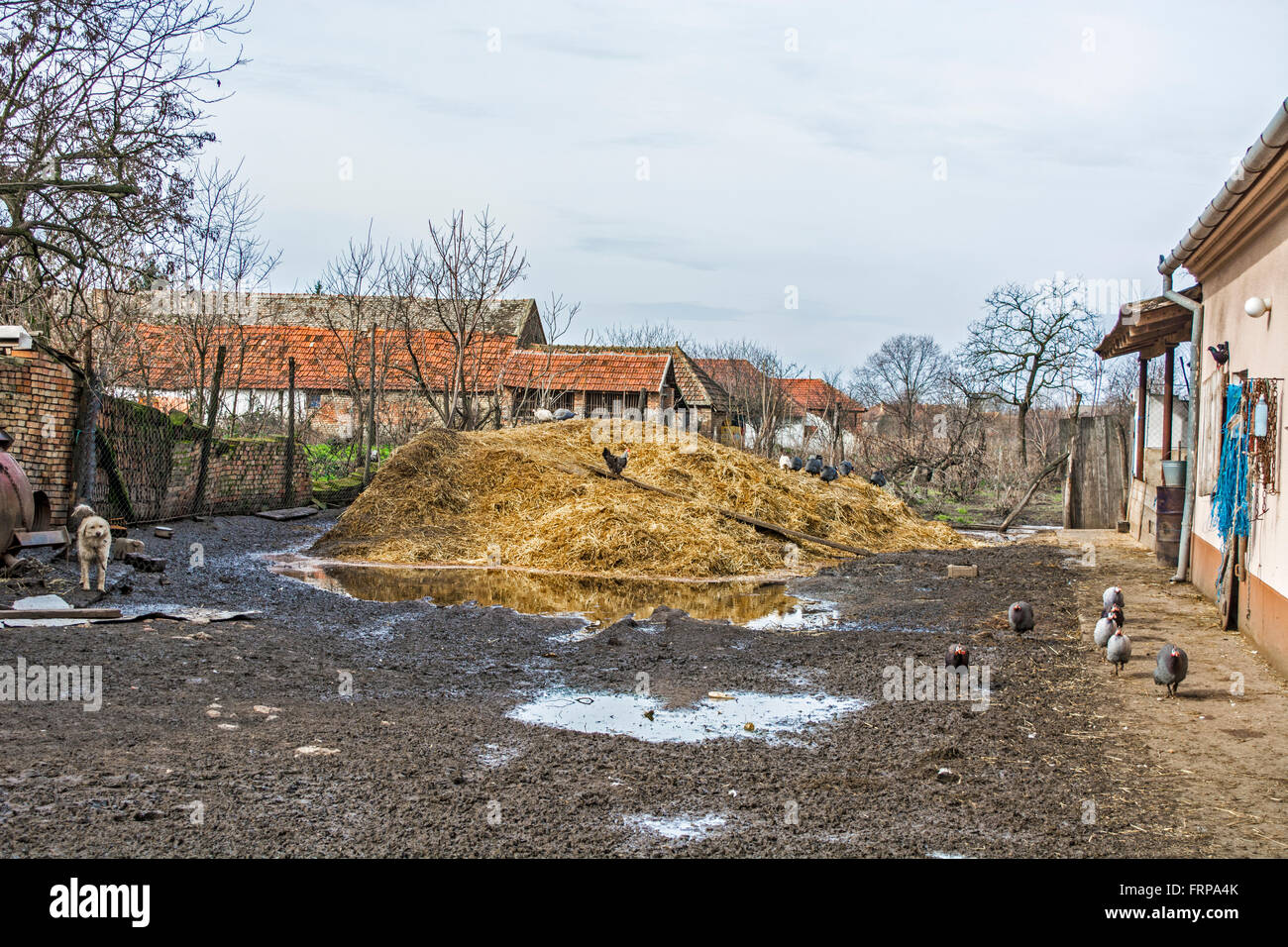 Il cortile delle piccole aziende rurali e watchdog. Foto Stock