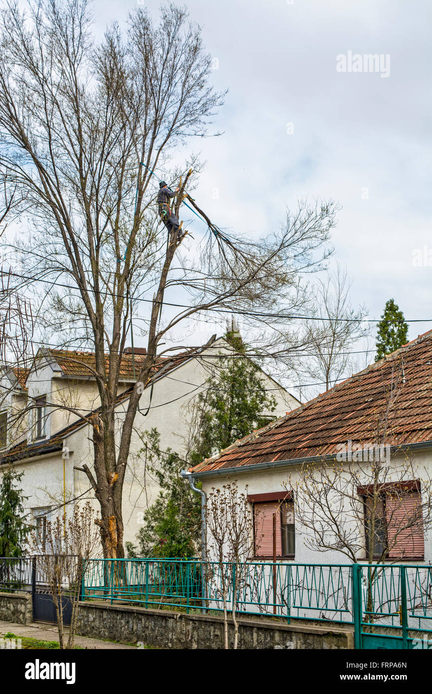 Il taglialegna nella parte superiore del tettuccio tagli un albero pezzo per pezzo. Foto Stock