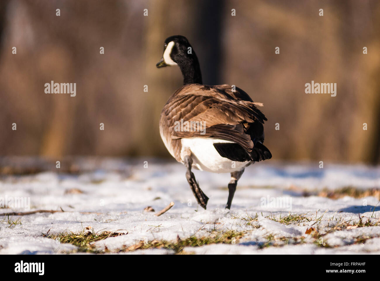 Solo Canada Goose a piedi a metà passo su erba congelata. Foto Stock