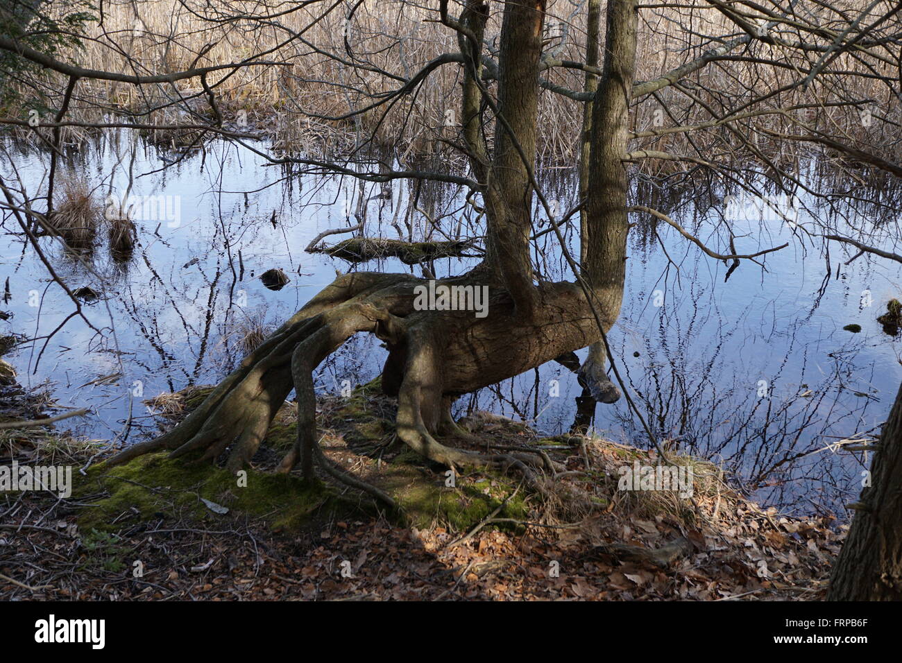 Una strana forma crescente ad albero vicino al bordo dell'acqua. Foto Stock