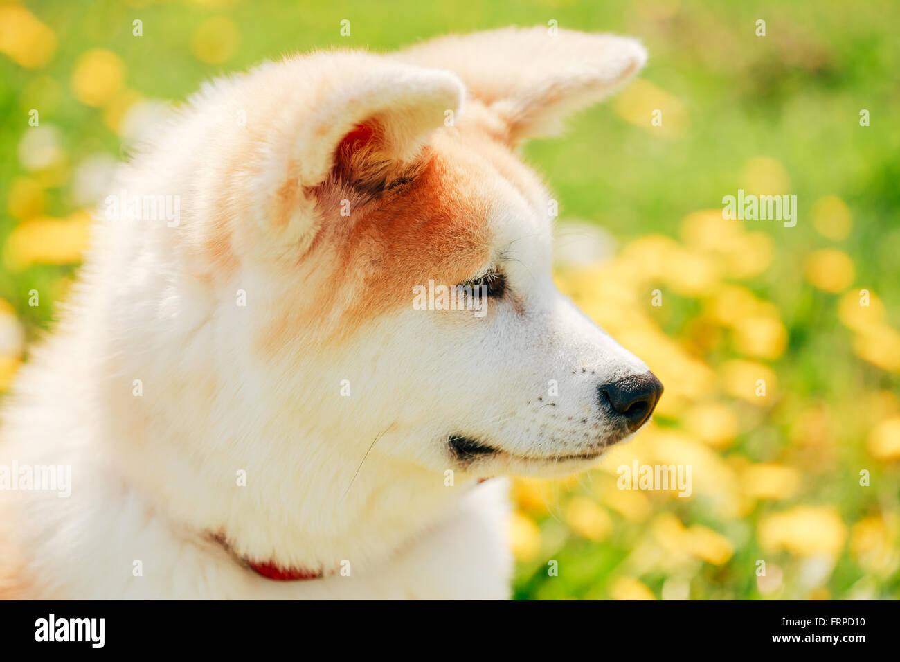 Close Up di Akita cane o Akita Inu, giapponese Akita cucciolo Foto Stock