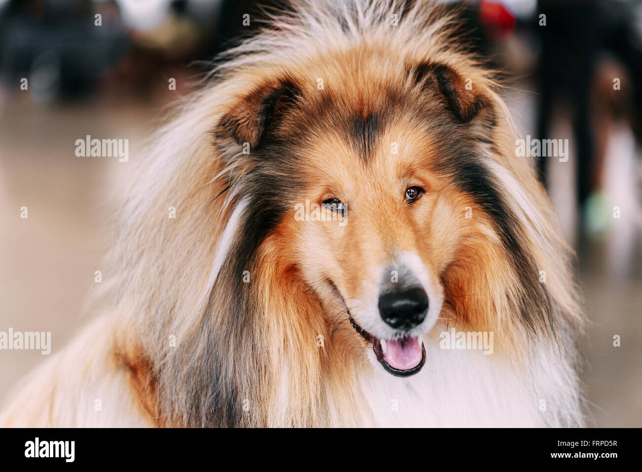 Funny Red ruvida cane Collie Close Up ritratto. Sheepdog Shetland, Sheltie, Collie cane. Foto Stock