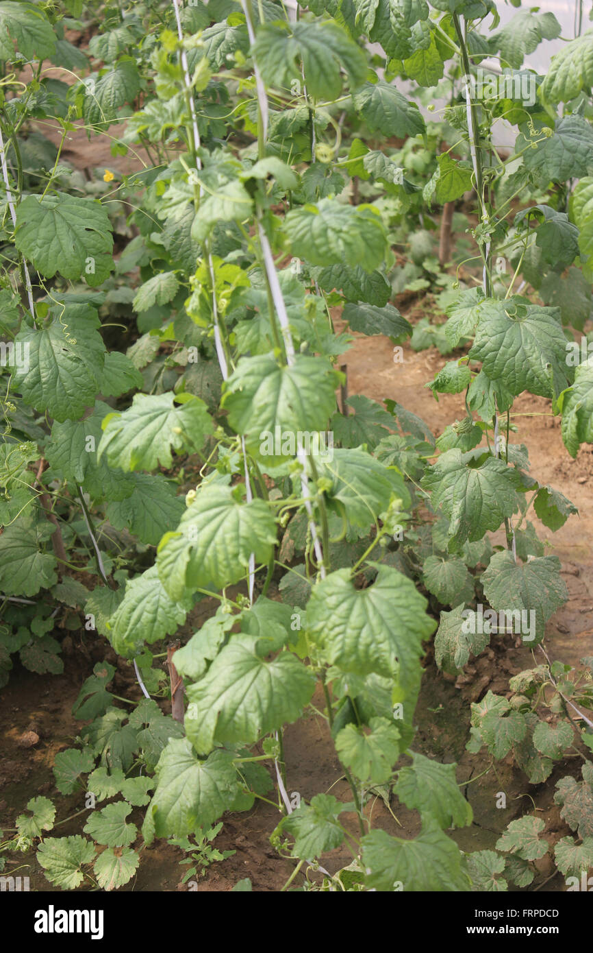 Momordica charantia, PUSA Rasdar karela, bittergourd, cultivar con blunt tornate nervature e tubercoli, succosa e meno amaro Foto Stock