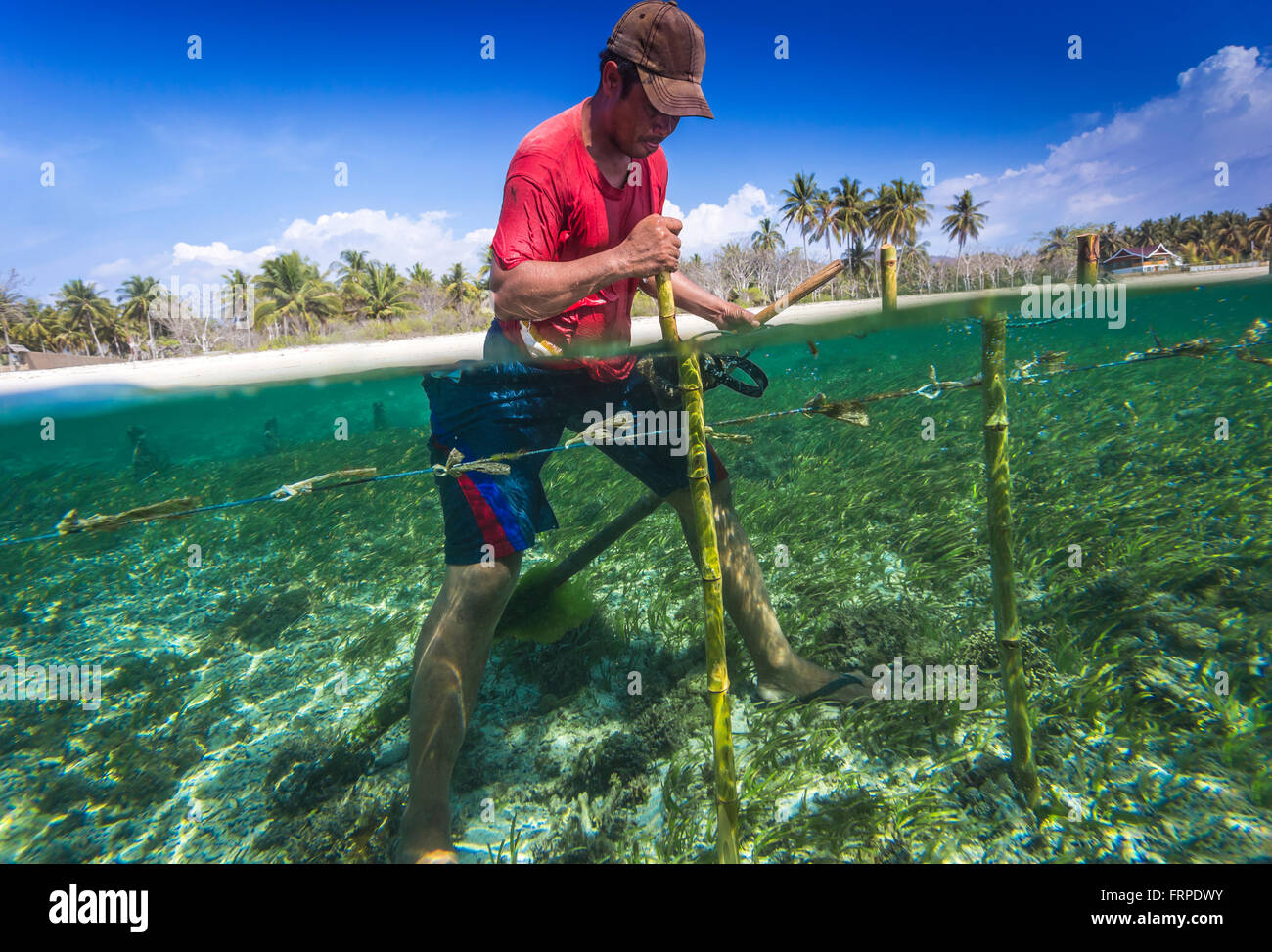 Fattoria di alghe marine.Sumbawa.Indonesia. Foto Stock