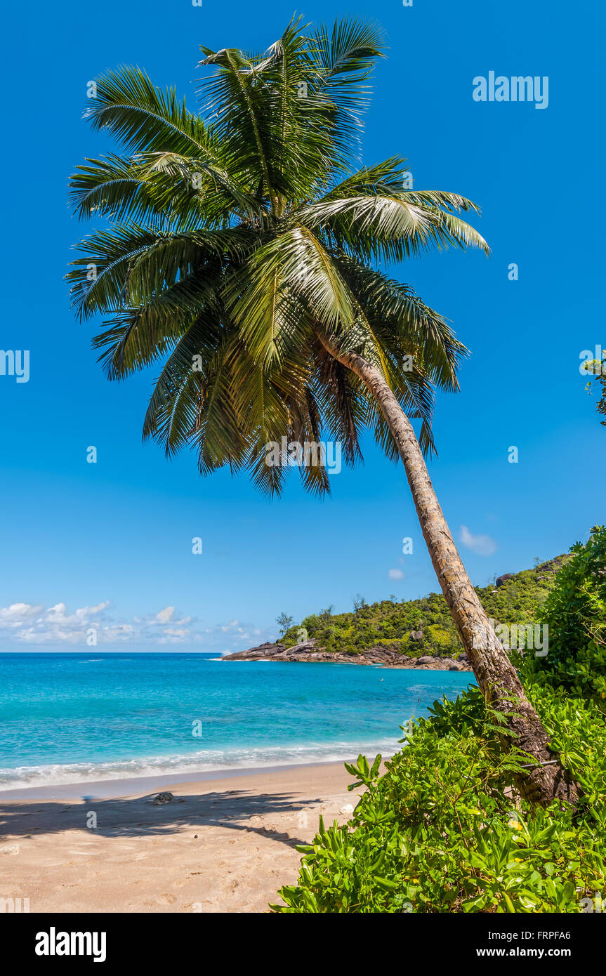 Idilliaco paradiso palma Anse Sindaco Beach sul lato nord-ovest dell'Isola di Mahe vicino alla città di Bel Ombre, Seicelle Foto Stock