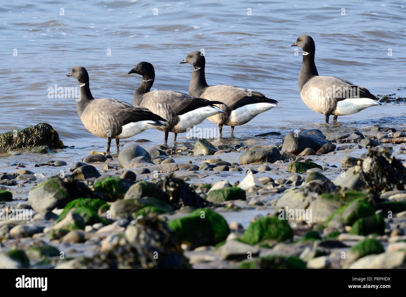 Brent oche Branta bernicla sull'Estuario Tywi Carmarthenshire Foto Stock