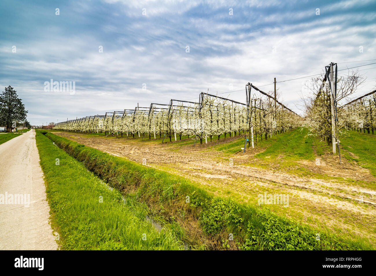 L'agricoltura moderna organizza campi in geometrie regolari di frutteti che preannuncia l'arrivo della primavera con il primo blumi Foto Stock