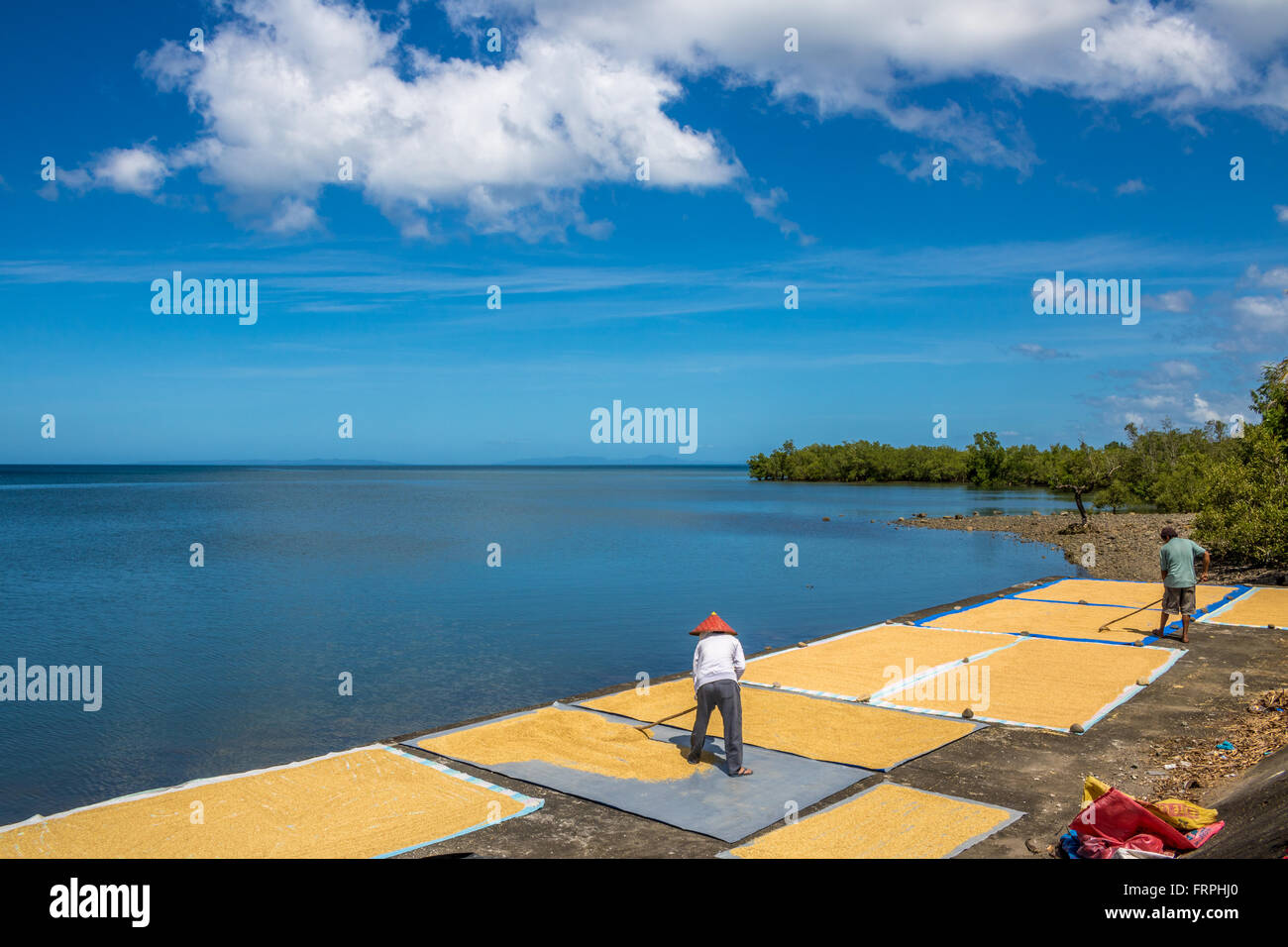 Filippine Leyte Baybay diffondendo il riso fuori ad asciugare accanto al mare Adrian Baker Foto Stock