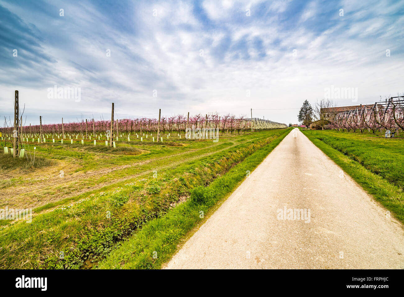 L'agricoltura moderna organizza campi in geometrie regolari di frutteti che preannuncia l'arrivo della primavera con il primo blumi Foto Stock