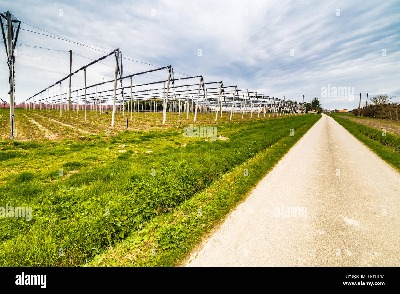 L'agricoltura moderna organizza campi in geometrie regolari di frutteti che preannuncia l'arrivo della primavera con il primo blumi Foto Stock